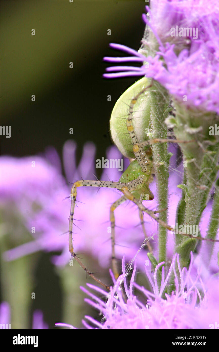 Aggressive Green Lynx spider in camouflage on the green stems of a bright purple paintbrush Stock Photo