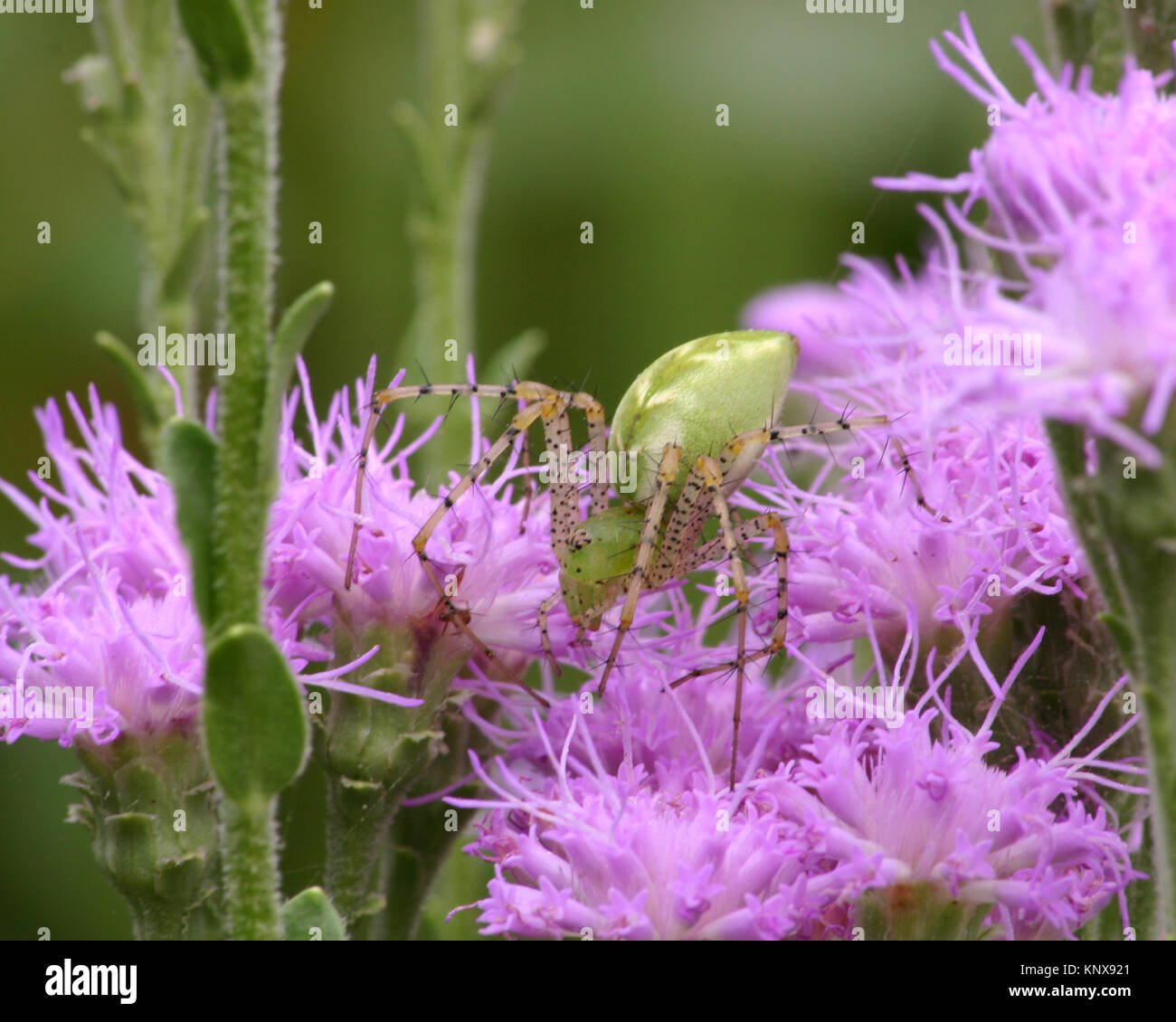 Green Lynx spider likes to camouflage it'self in plants while hunting for large insects Stock Photo
