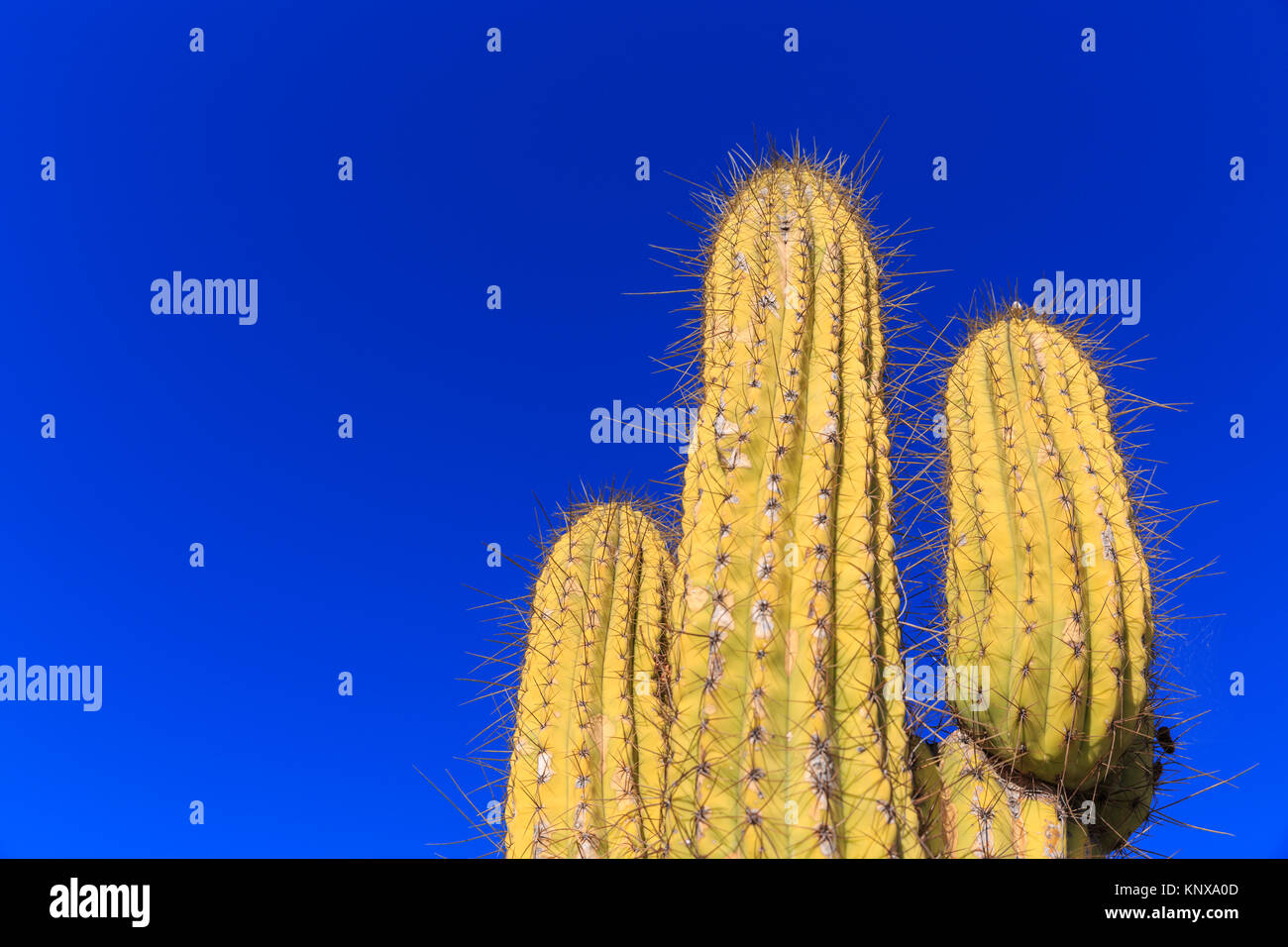Prickly cactus in sunshine against deep blue sky, Mediterranean Stock Photo
