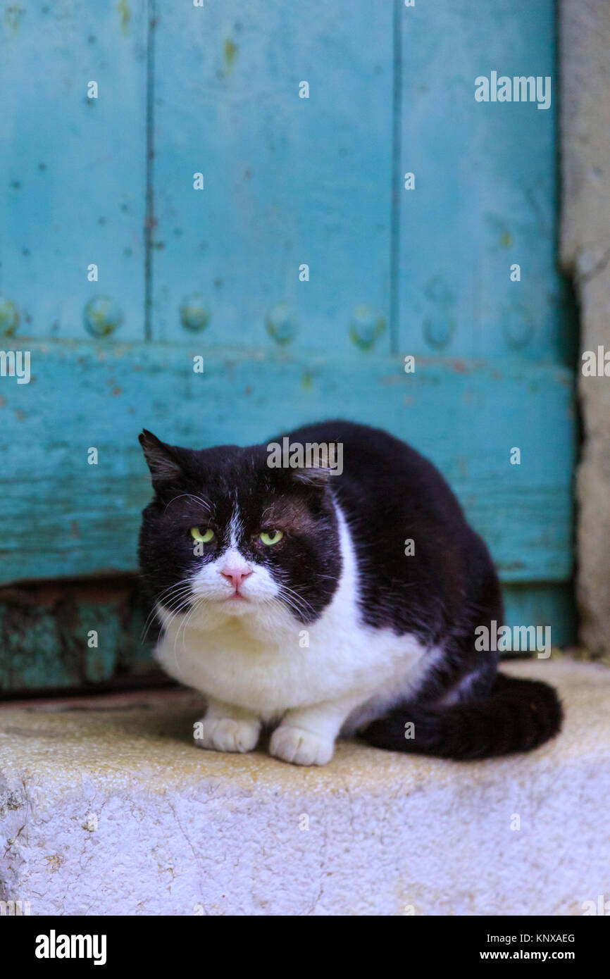 Black and white grumpy chubby cat looking at camera, sitting against rustic green wooden door Stock Photo