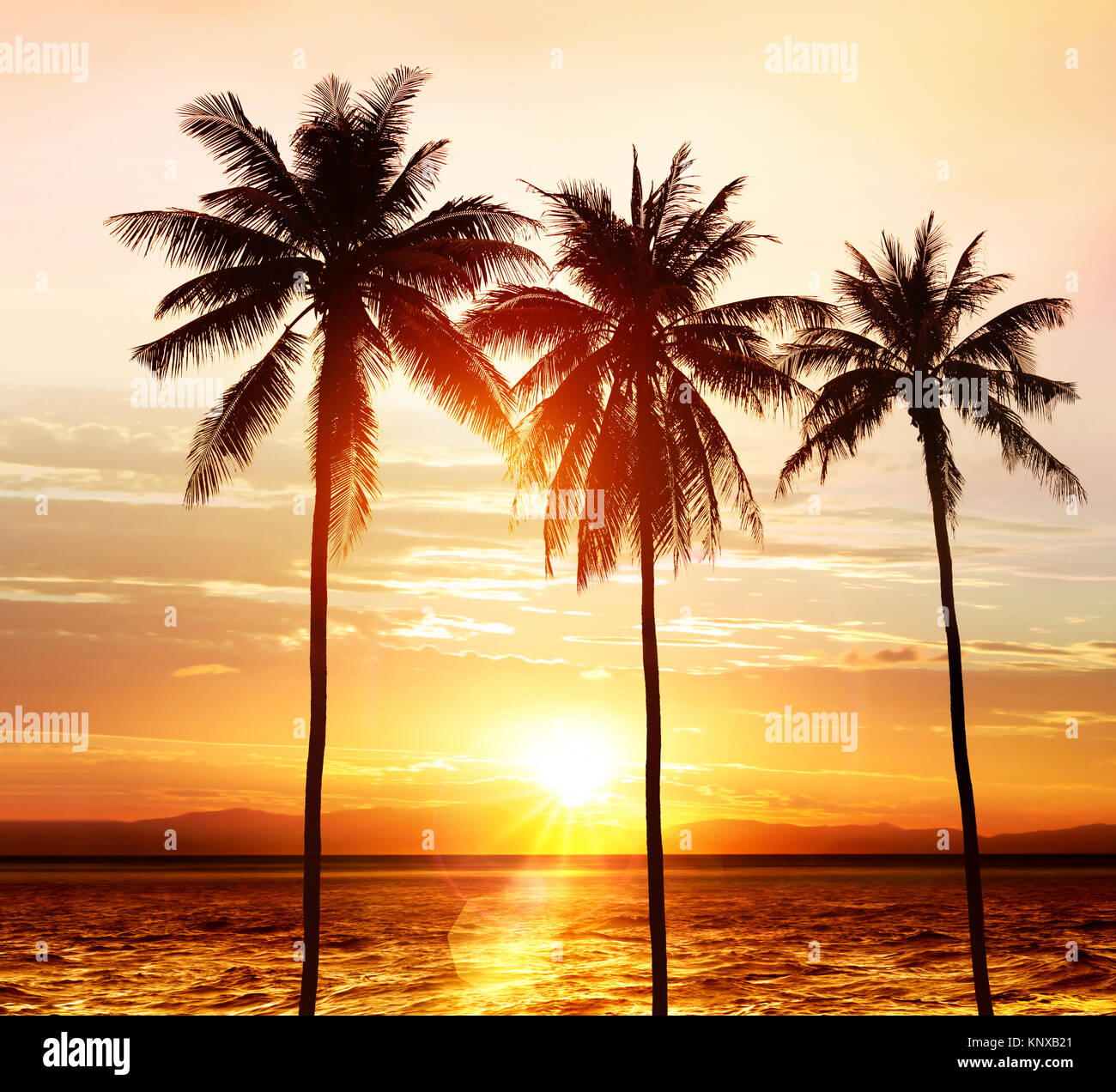 silhouette of palm trees on beach in light at sunset Stock Photo - Alamy