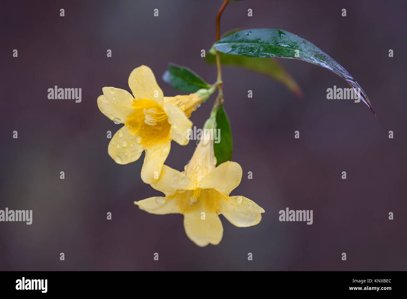 Yellow Jessamine High Resolution Stock Photography And Images Alamy