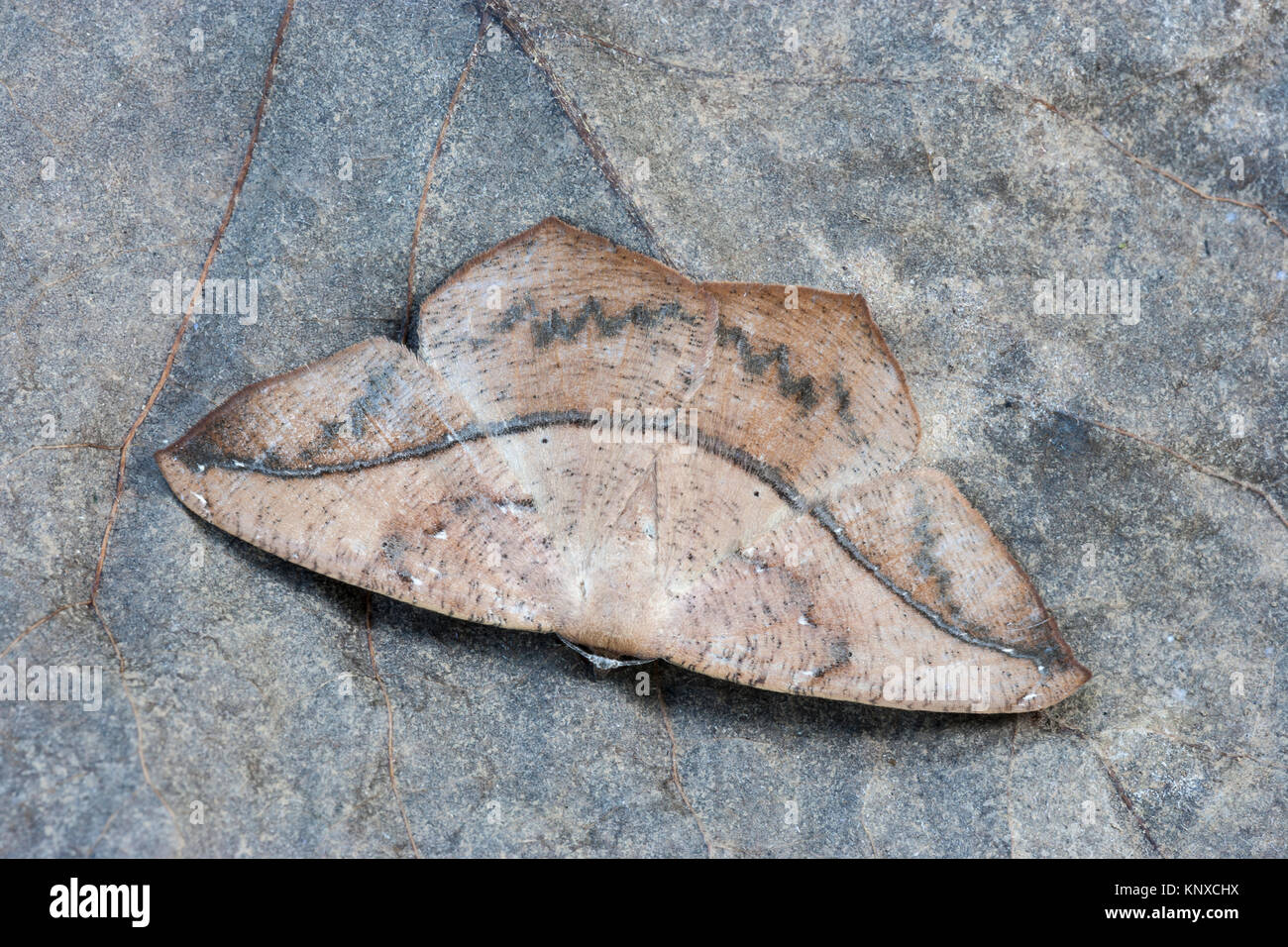 Large Maple Spanworm moth showing camoflague on fallen leaves in Congaree National Park. Stock Photo