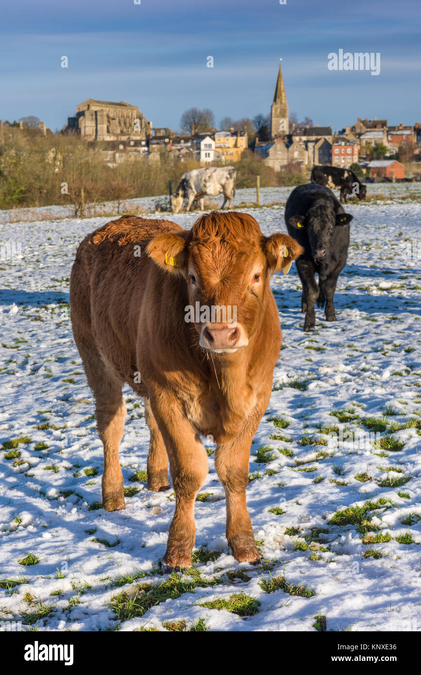 A young calf stands in late afternoon sunshine in a snow covered Wiltshire field in December. Stock Photo