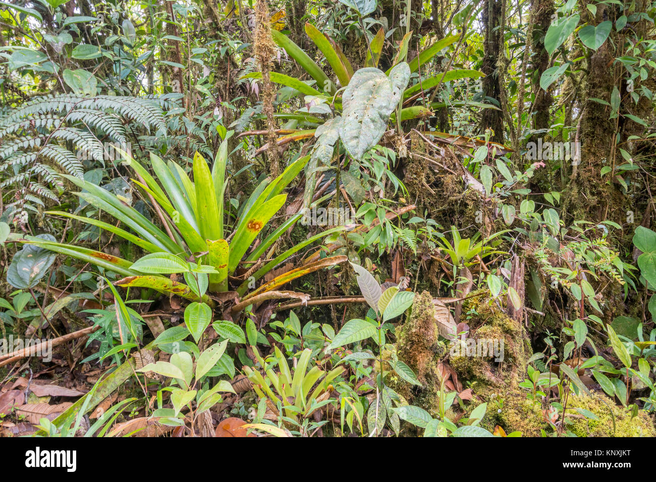 Interior of humid montane rainforest with bromeliads, moss and other epiphytes. In the biodiverse Cordillera del Condor in the southern Ecuarorian Ama Stock Photo
