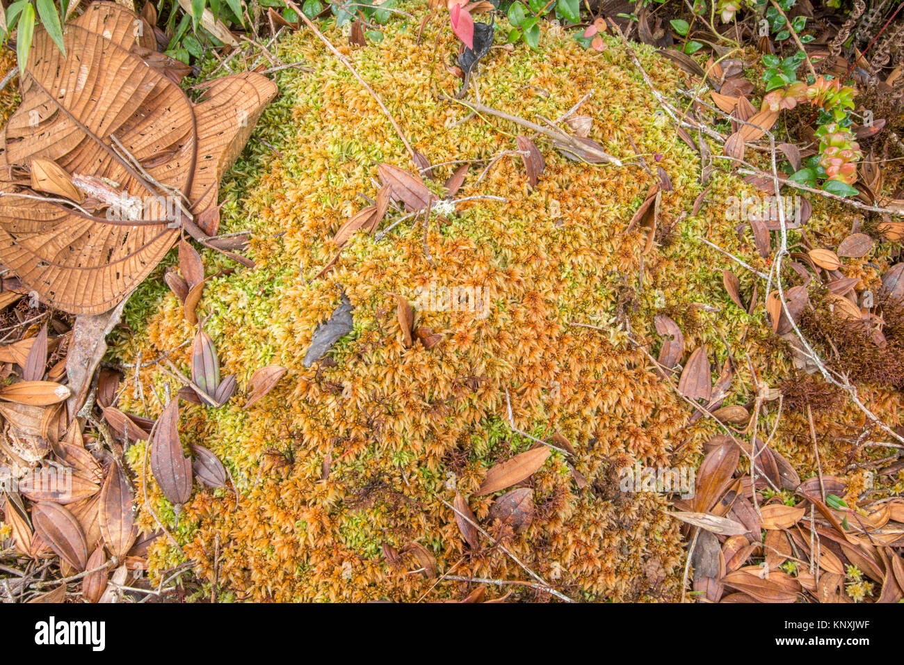 Sphagnum moss growing on the floor of humid montane rainforest in the biodiverse Cordillera del Condor, the southern Ecuarorian Amazon. Stock Photo