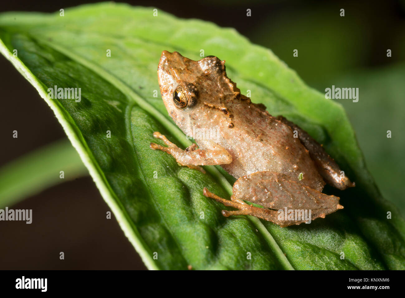 Rain Frog (Pristimantis sp.) on a leaf in the rainforest.  In the Cordillera del Condor, the Ecuadorian Amazon. Stock Photo