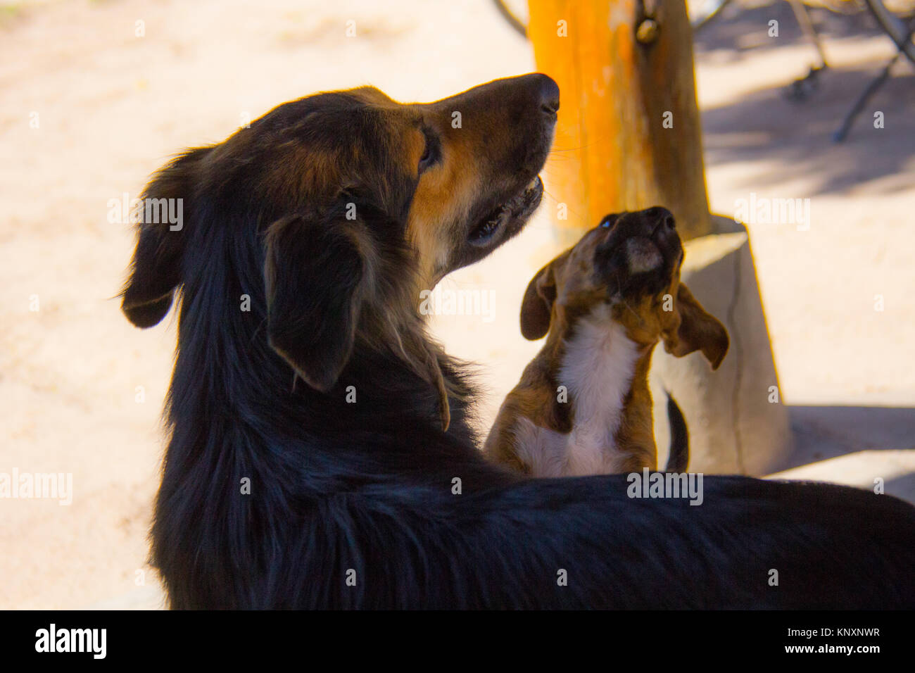 Ruta del Vino, San Juan, Argentina Stock Photo Alamy