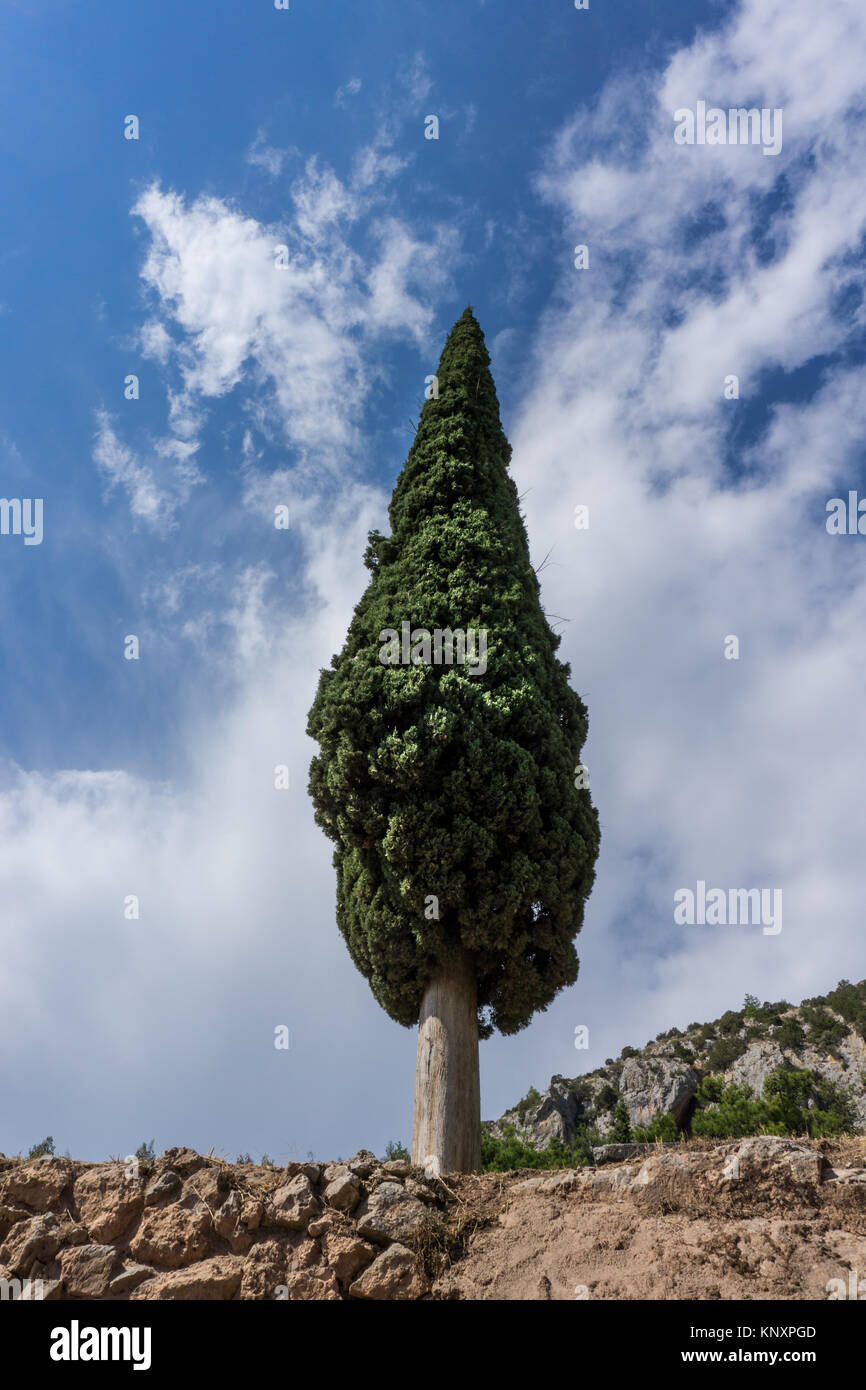 View of a single green cypress tree Stock Photo