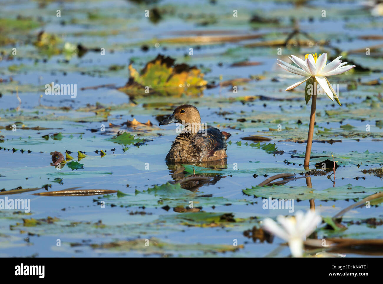 Lesser whistling duck or teal amongst water lilies Stock Photo Alamy