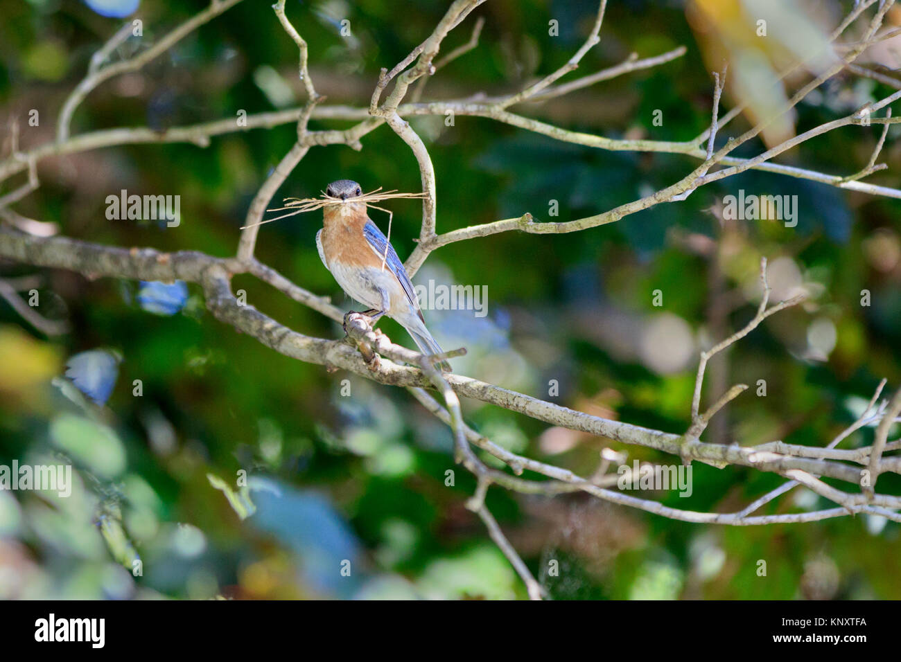 Bluebirds hi-res stock photography and images - Alamy