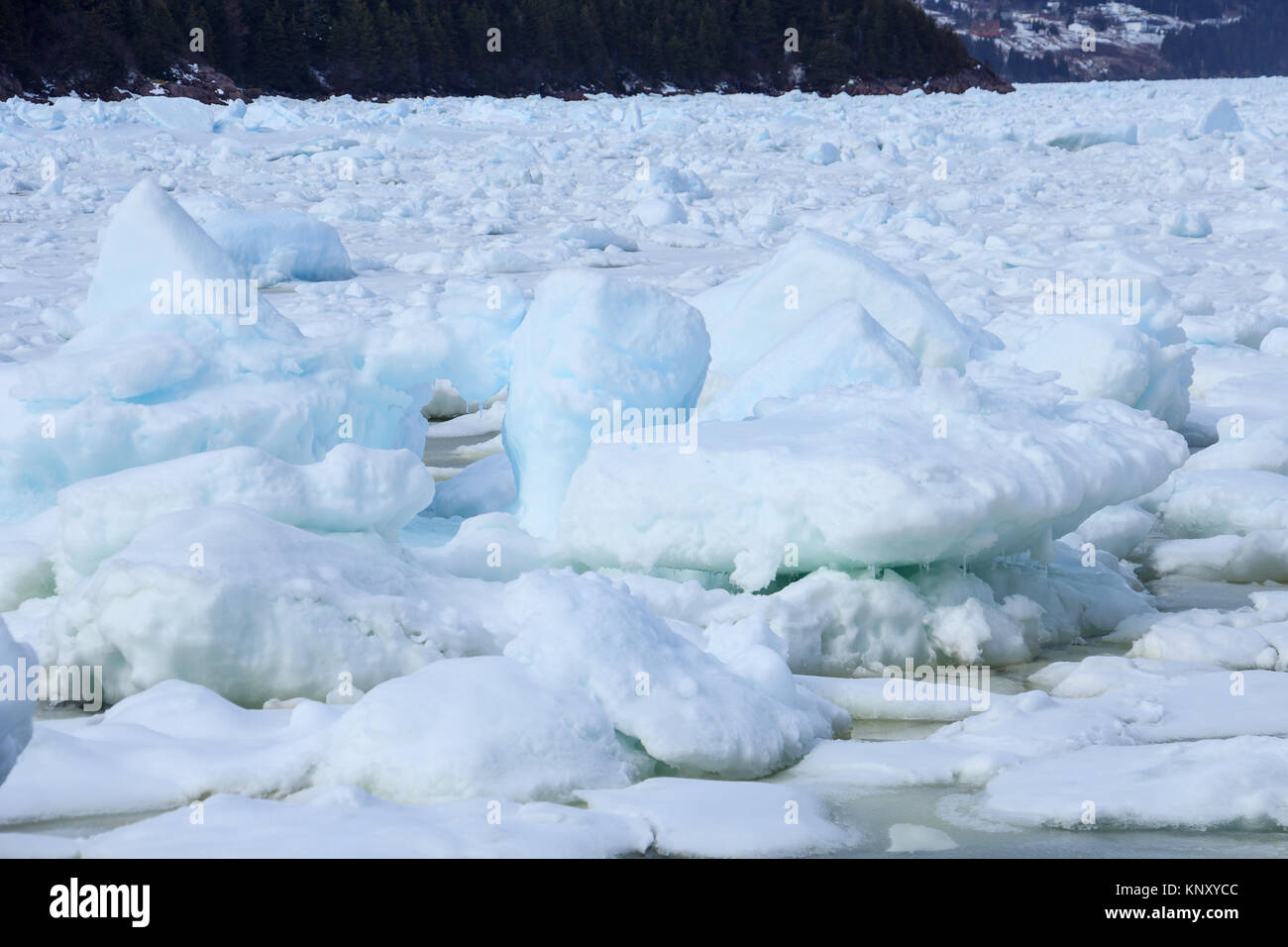 Pack ice in Avondale, Newfoundland, Canada Stock Photo Alamy