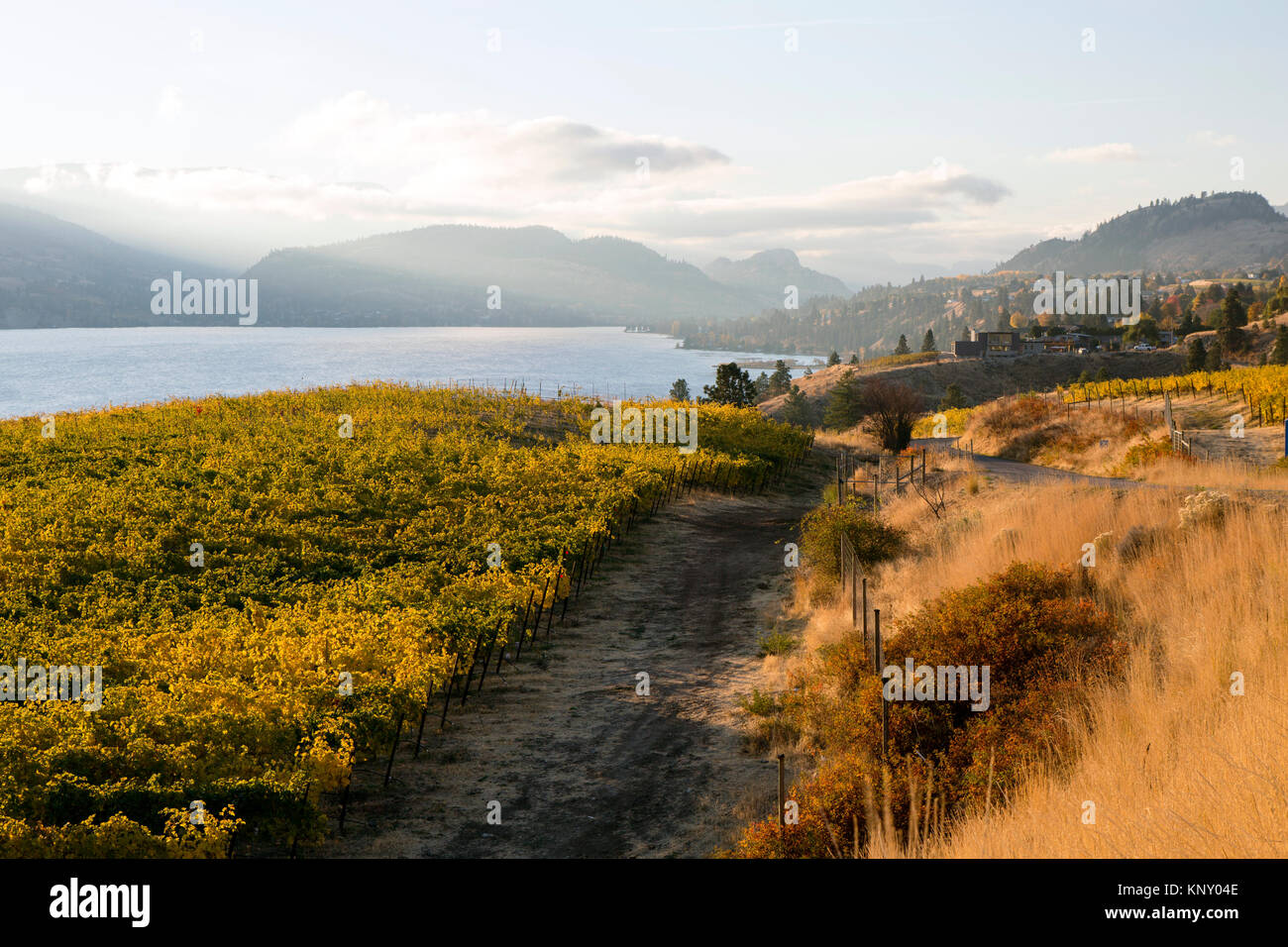 Fall colors in a grape vineyard overlooking Skaha Lake in the Okanagan