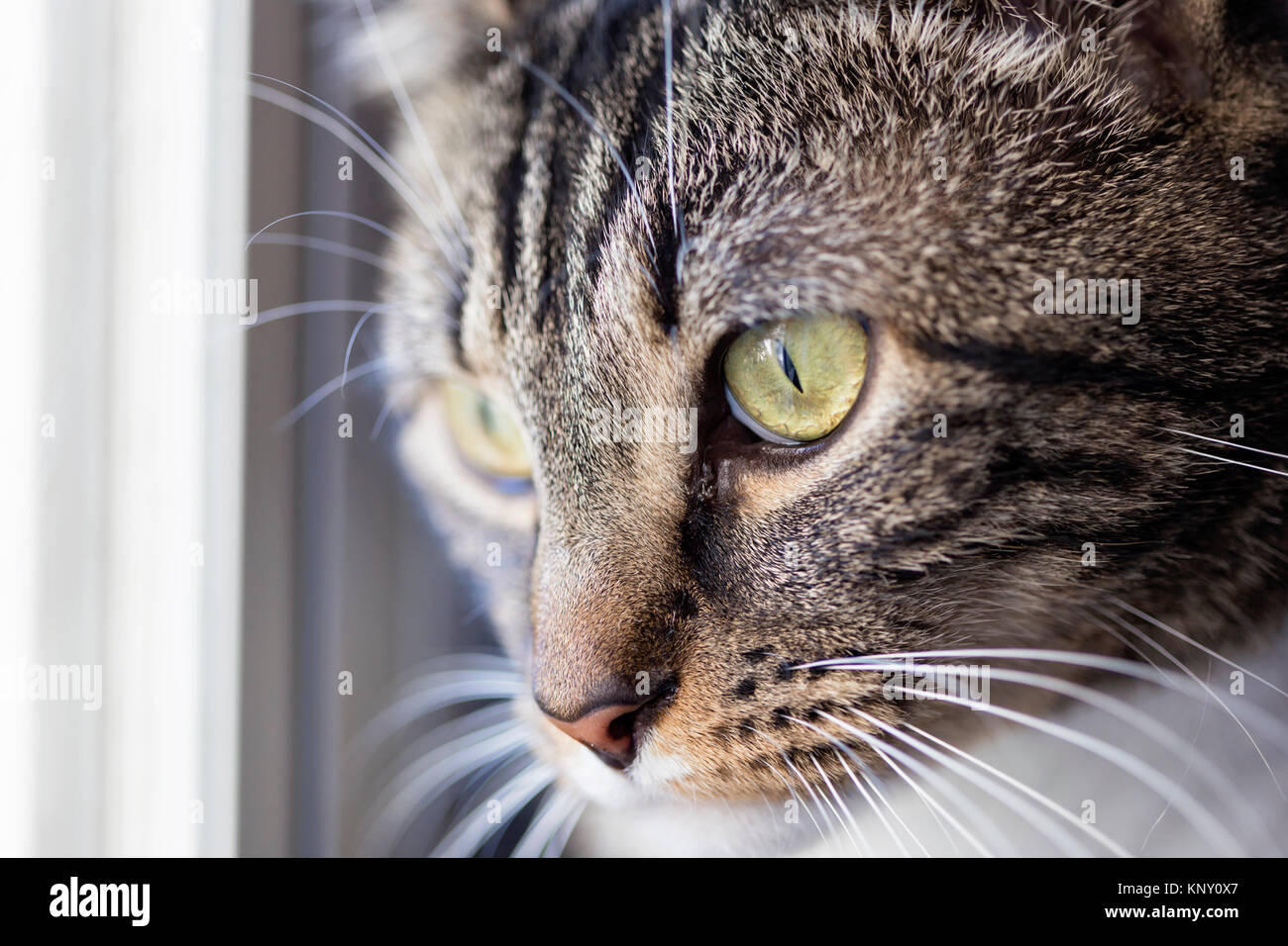 close up of cat's eyes Stock Photo