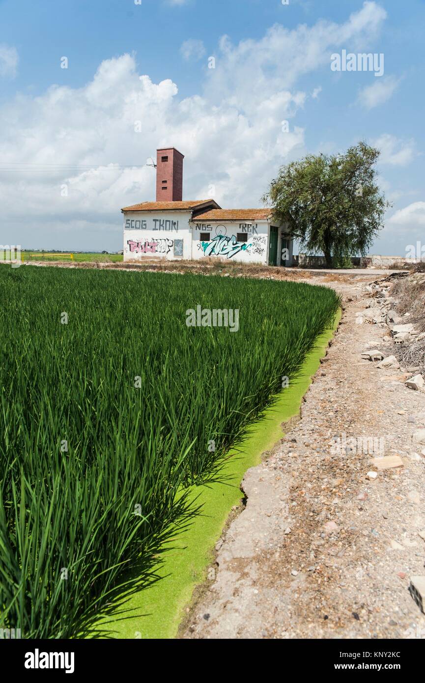 Spain Rice Fields Valencia Rice Field High Resolution Stock Photography and Images - Alamy