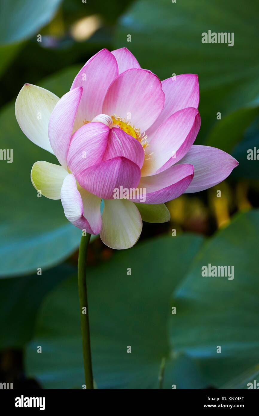 Indian- or Blue Lotus (Nelumbo nucifera) blossom in a garden pond - Bavaria/Germany Stock Photo