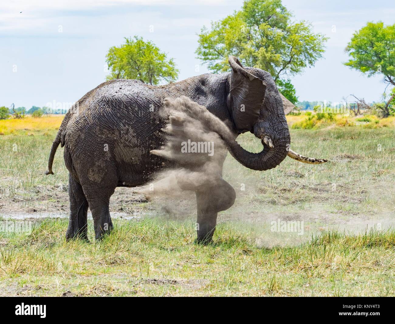 Botswana. Elephant Dust Bath. Stock Photo