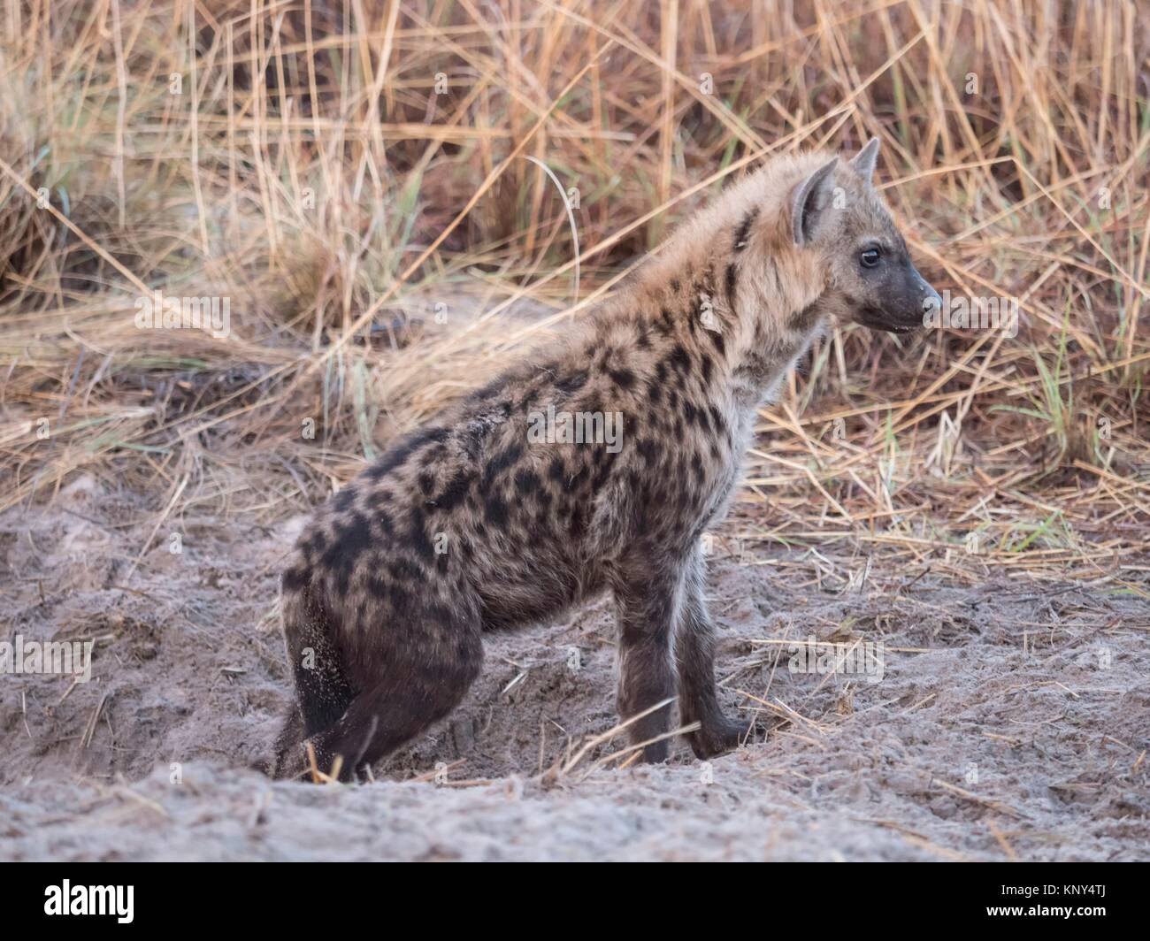 Botswana. Hyena Pup. Stock Photo
