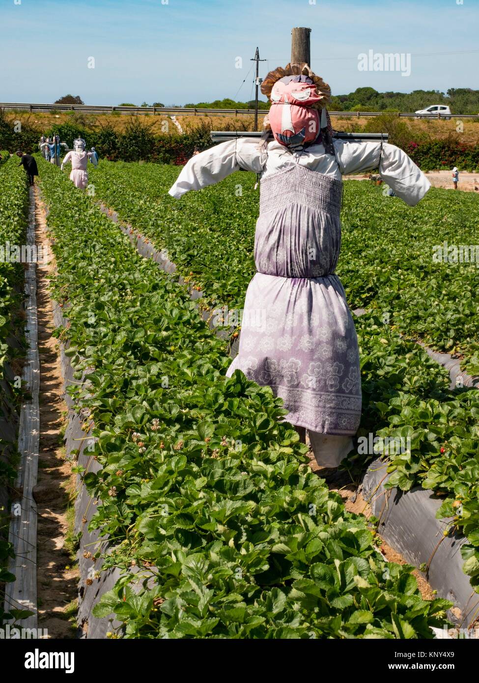 South Africa Strawberry Farm Stock Photo Alamy