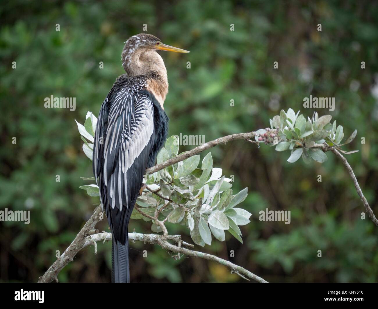 Animal naples zoo florida hires stock photography and images Alamy