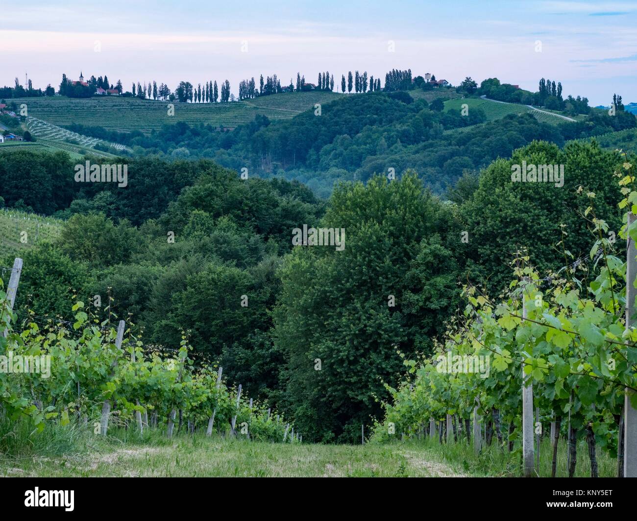 Slovenia Jeruzalem Wine Country. Stock Photo