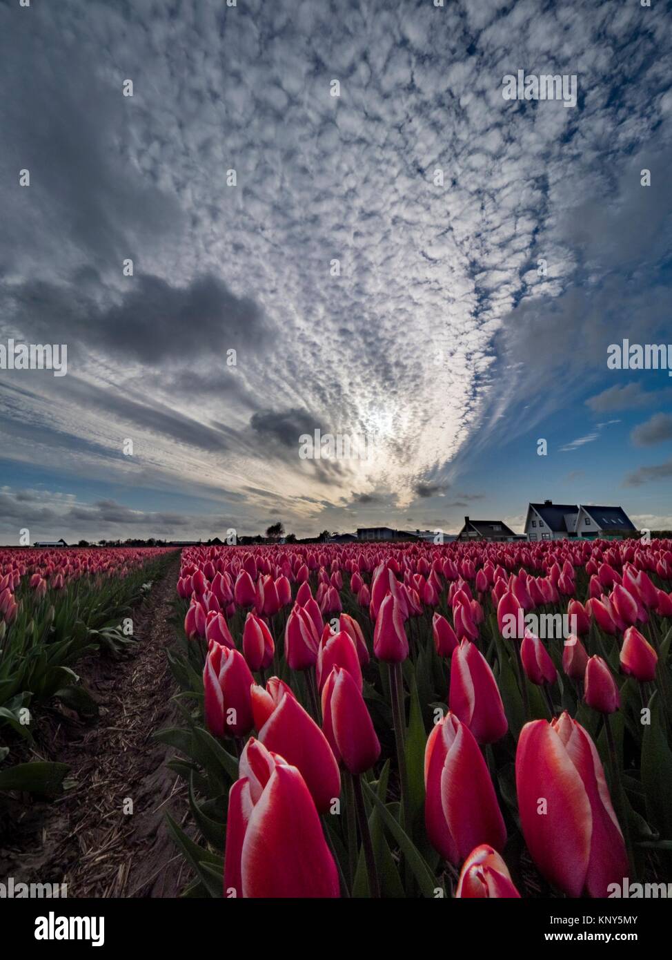 Noord Holland Rural Tulip Fields. Stock Photo