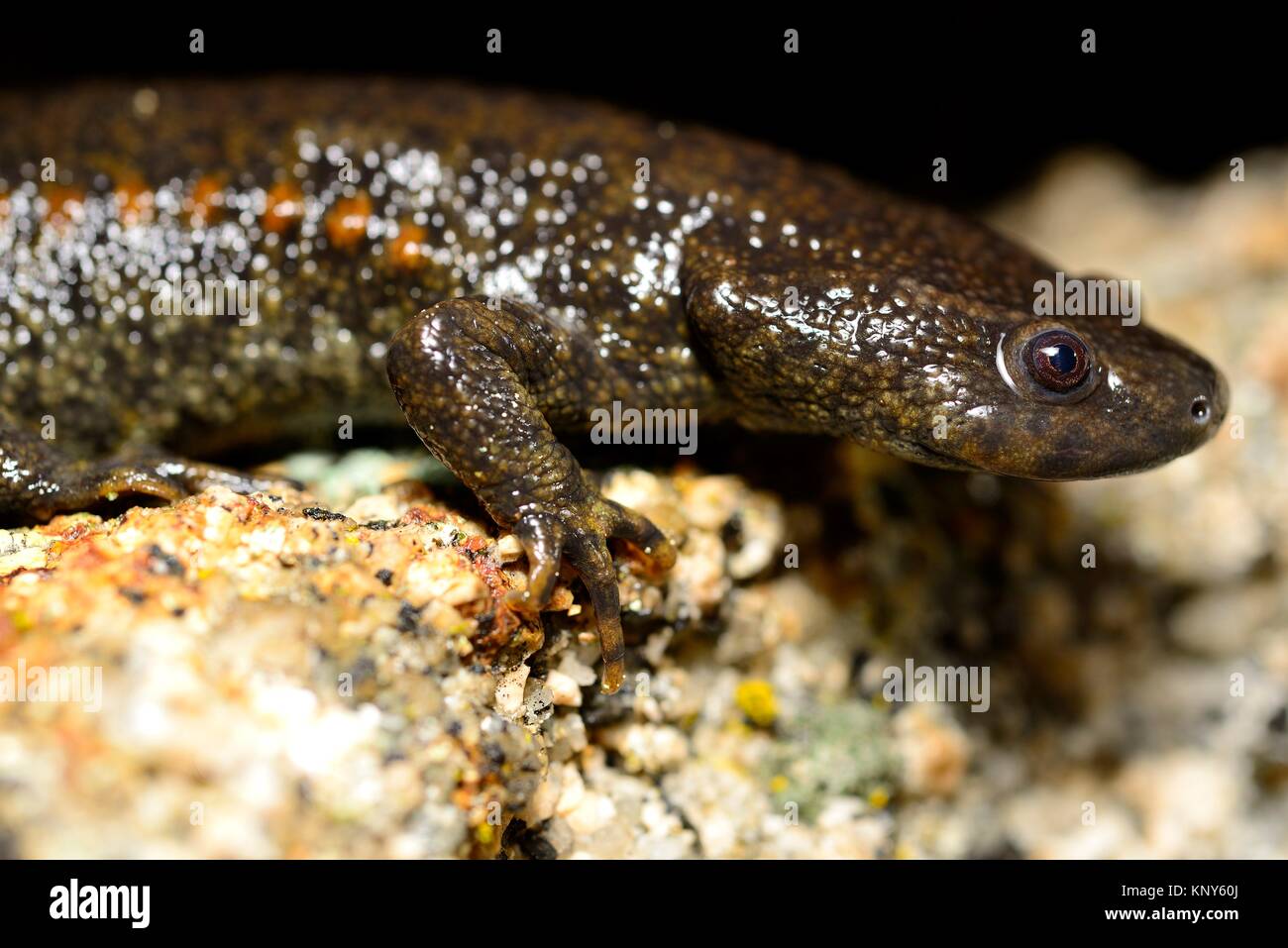 Spanish ribbed newt (Pleurodeles waltl) in Valdemanco, Madrid, Spain ...