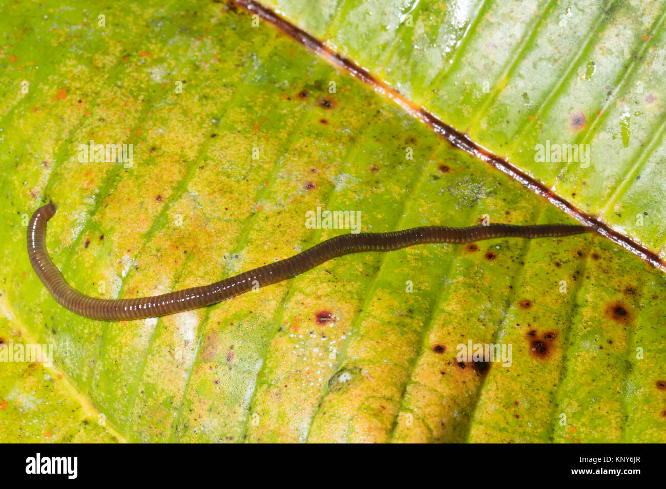 Arboreal earthworm. Climbing on the leaf of a shrub in the rainforest understory at night in the Cordillera del Condor, the Ecuadforian Amazon. Stock Photo