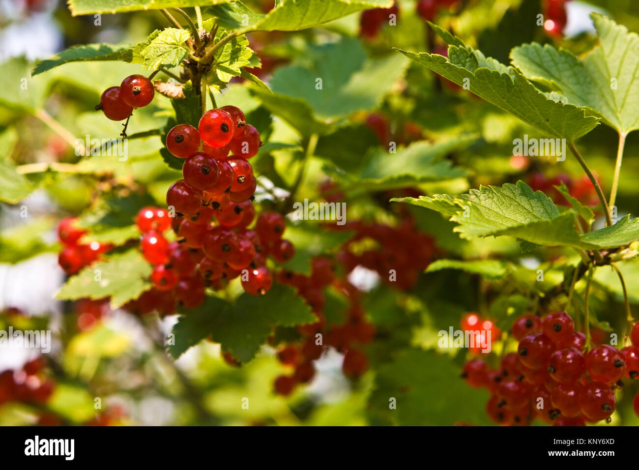 Red currants cluster hires stock photography and images Alamy