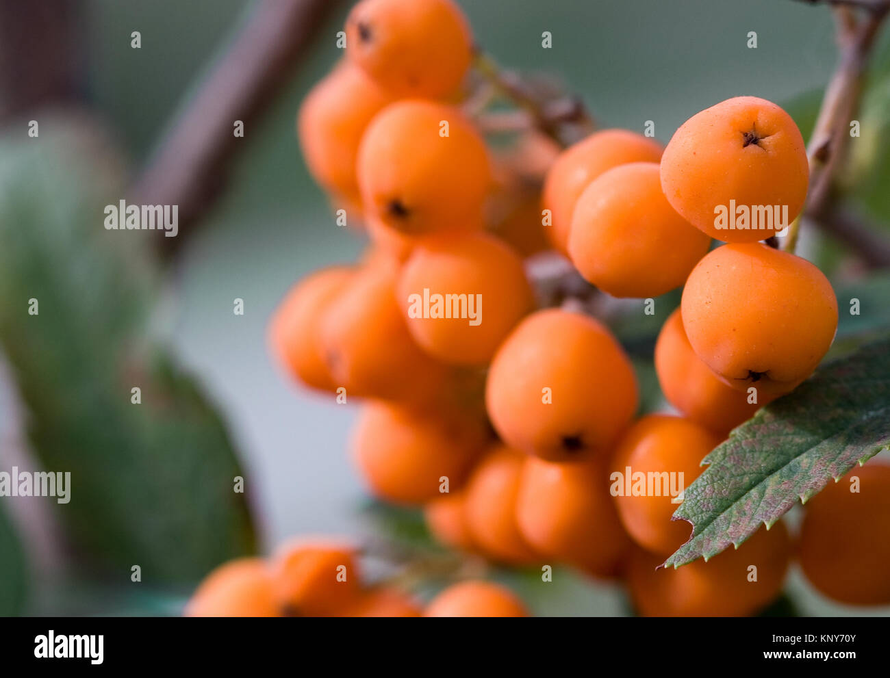 a cluster of berries of a mountain ash-tree Stock Photo