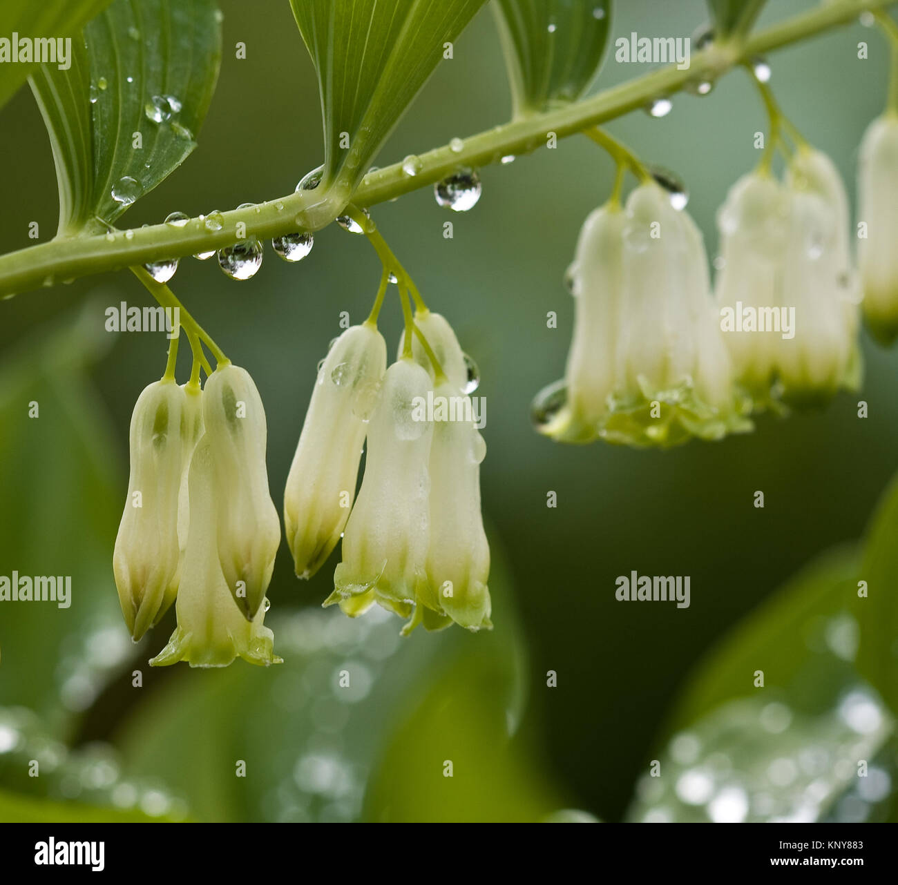 Solomon's seal (Sceau de Salomon multiflore, Polygonatum multiflorum.) in  the forest Stock Photo - Alamy