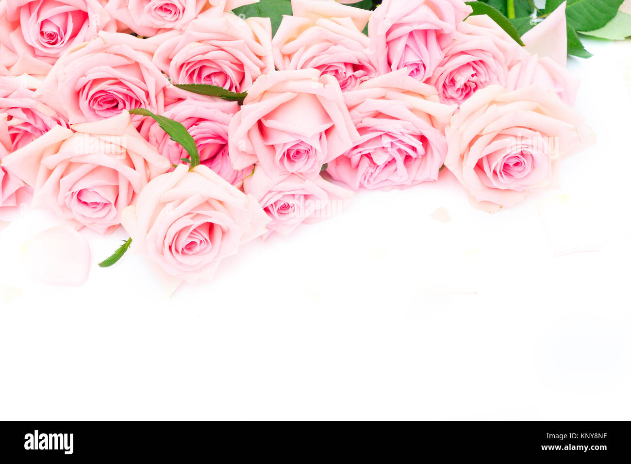Pink blooming roses Stock Photo - Alamy