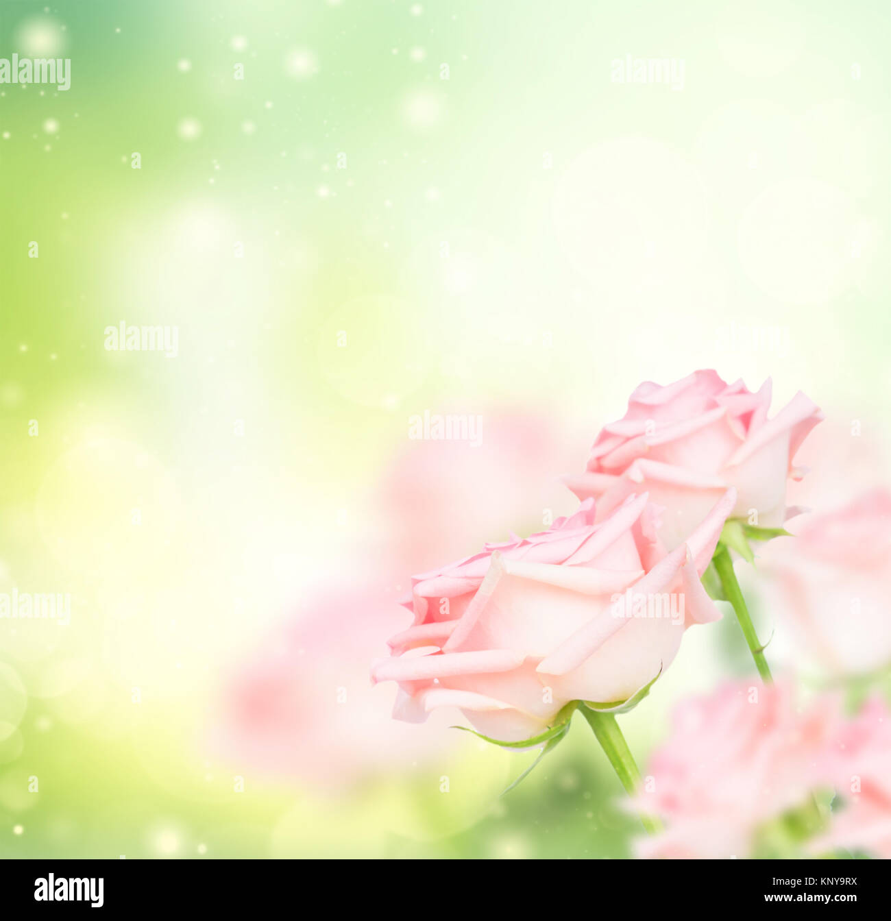 Pink blooming roses Stock Photo - Alamy