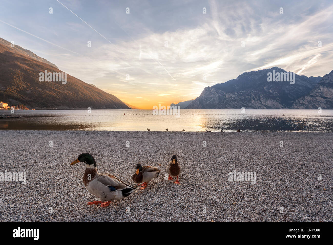 lago di GArda, torbole in trentino Alto Adige. It is a neve little town near the mountain and the Garda lake that is a really beautiful place Stock Photo