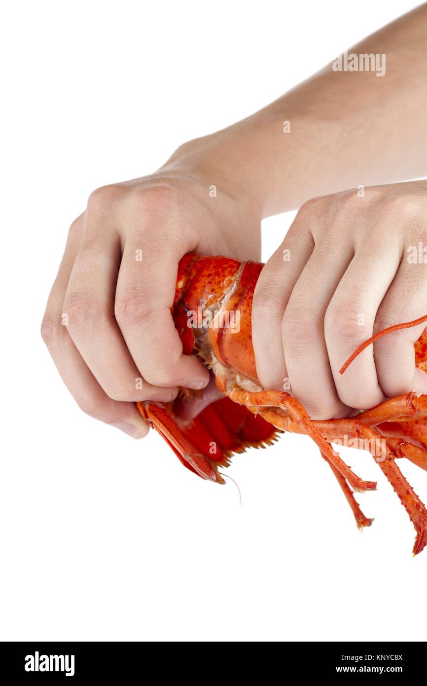 a hand breaking lobster Stock Photo