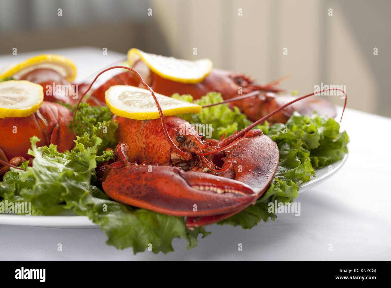 a plate with green salad and lobster Stock Photo