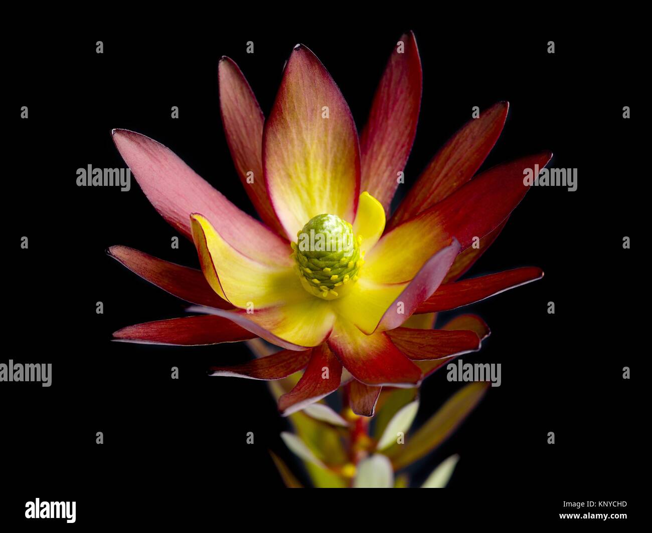 a red lotus flower Stock Photo Alamy