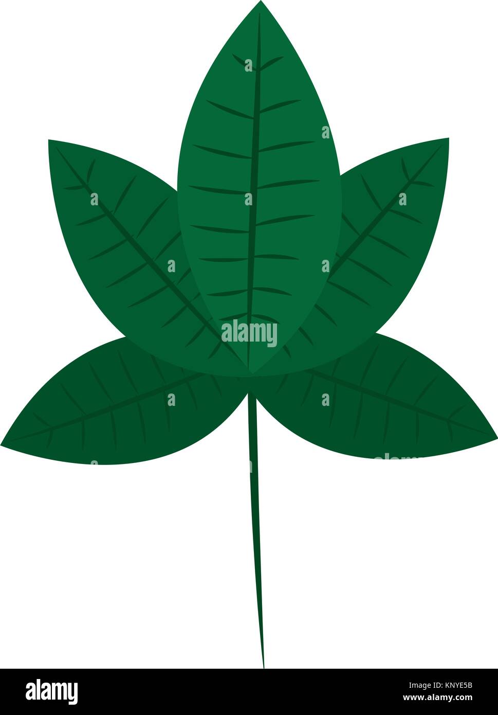 tropical leaf plant natural wild botanical Stock Vector Image & Art - Alamy