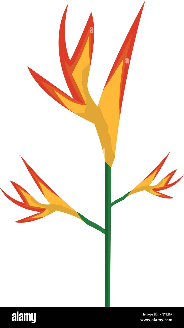 exotic tropical flower bird of paradise Stock Vector Image & Art - Alamy