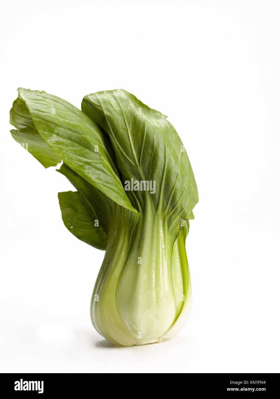 Pak choi or chinese mustard cabbage hires stock photography and images