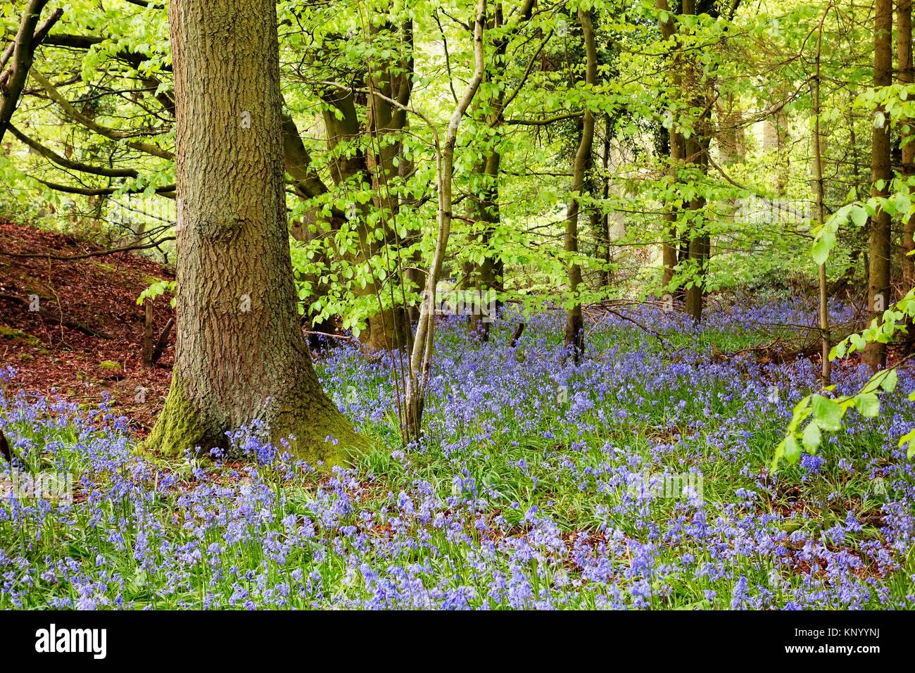 Bluebells. Forest. Pangbourne. Oxfordshire. England Stock Photo Alamy