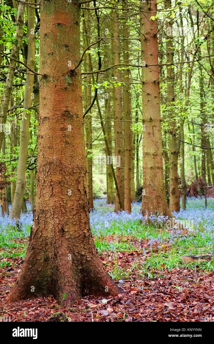 Bluebells. Forest. Pangbourne. Oxfordshire. England Stock Photo Alamy