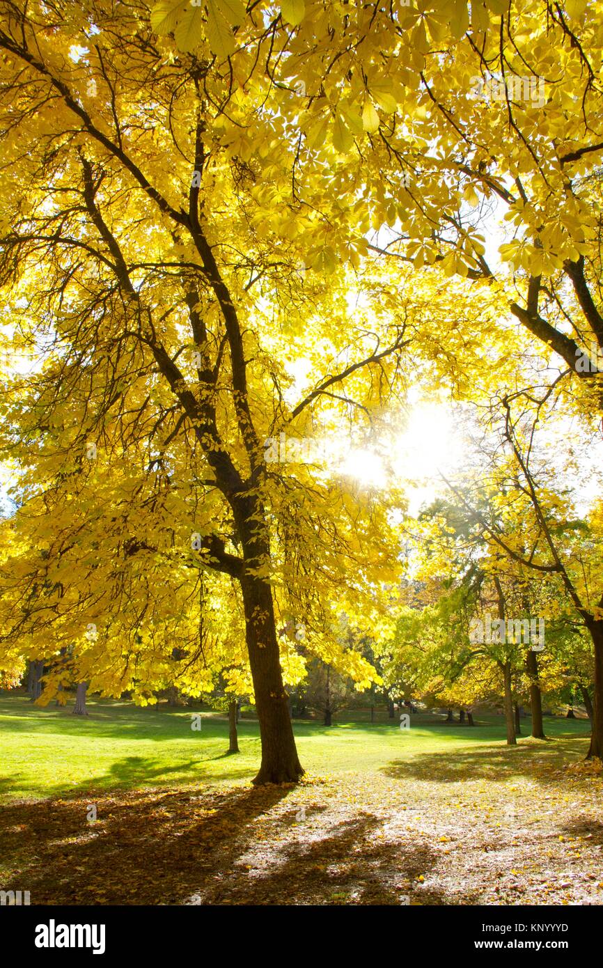 A horse chestnut tree in the fall in Spokane, Washington, USA. Aesculus