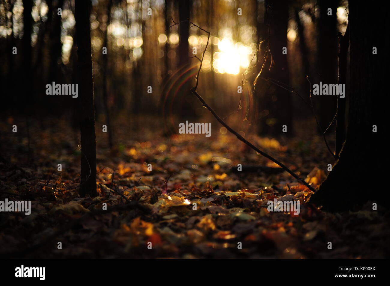 Golden leaves hi-res stock photography and images - Alamy
