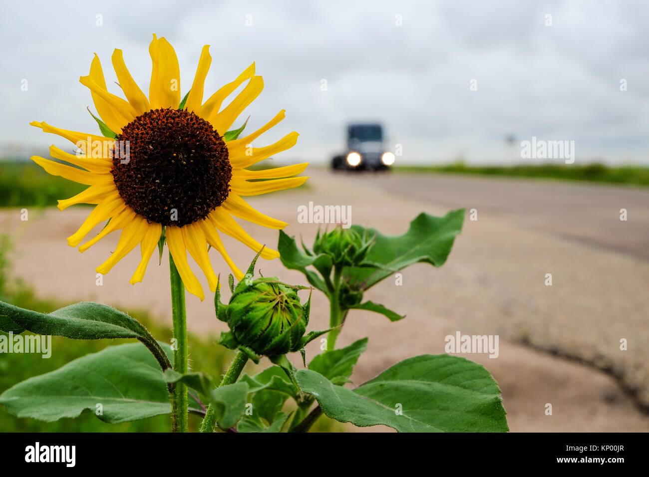 Sunflower on the road and a truck. Freight transportation concept. Stock Photo