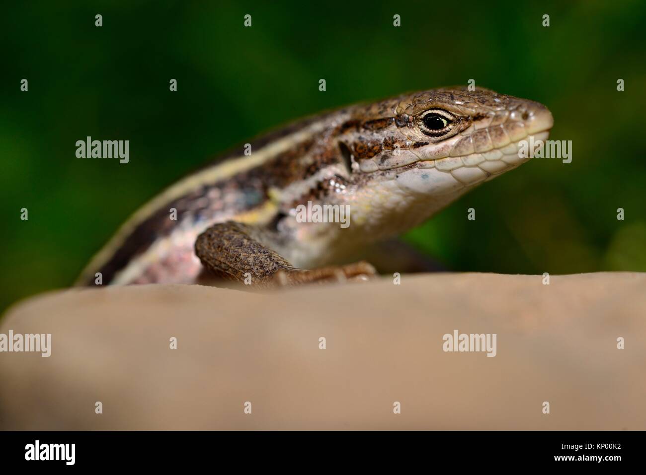 Algerian psammodromus (Psammodromus algirus) on stone in river Lobos ...