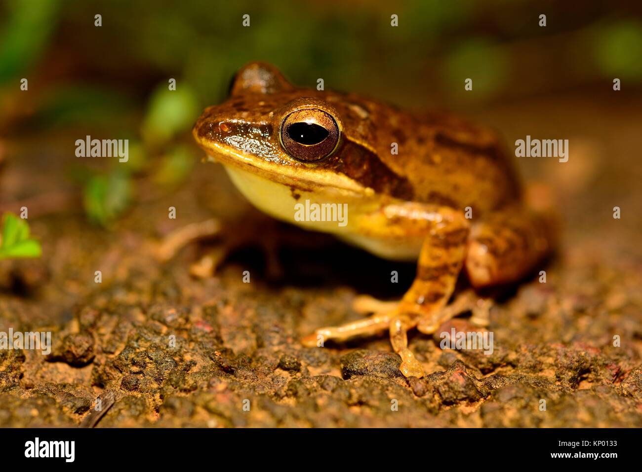 Indian tree frog (Polypedates maculatus) in Cotigao wildlife sanctuary