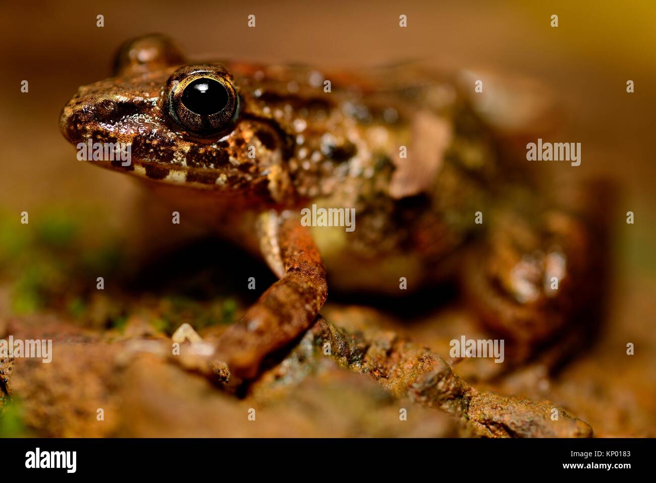 Common frog (Fejervarya keralensis) in Cotigao, Goa, India. Stock Photo