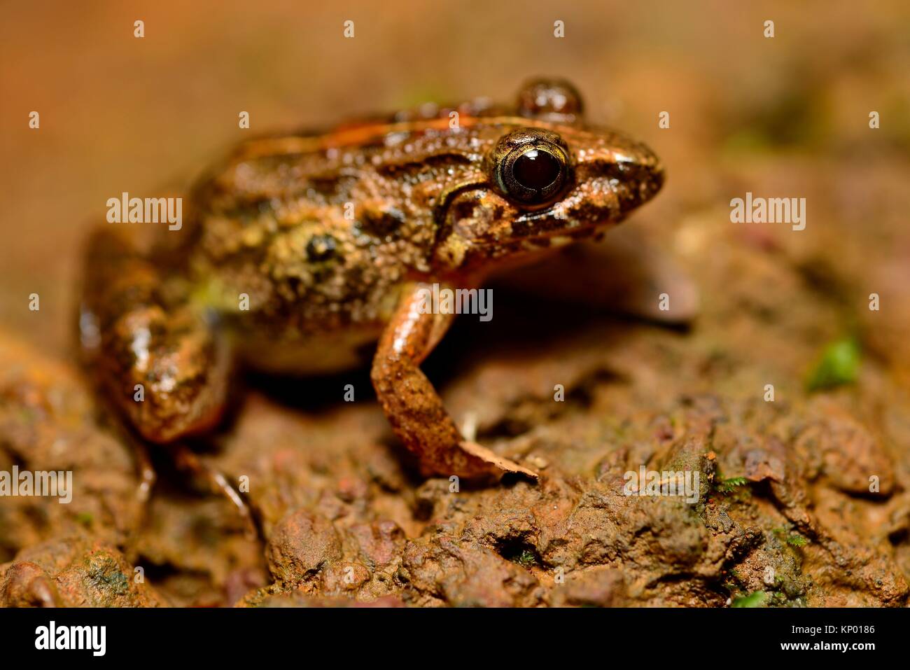 Common frog (Fejervarya keralensis) in Cotigao, Goa, India. Stock Photo