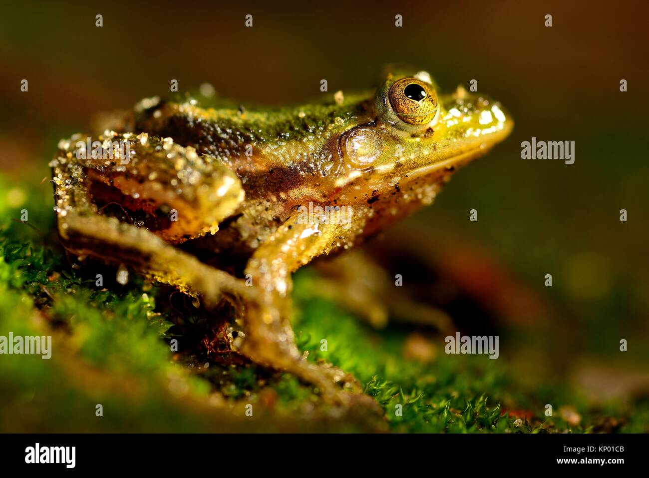 Young common frog (Euphlyctis aloysii) in Fort Kochi, Kerala, India. Stock Photo